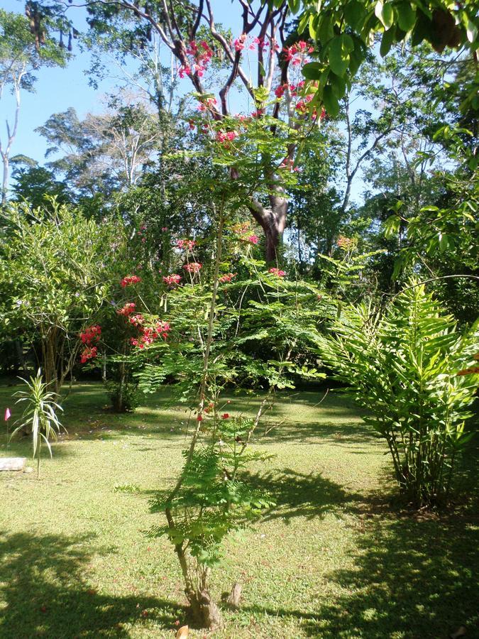 Hotel & Cabinas Nadine Cahuita Exterior photo